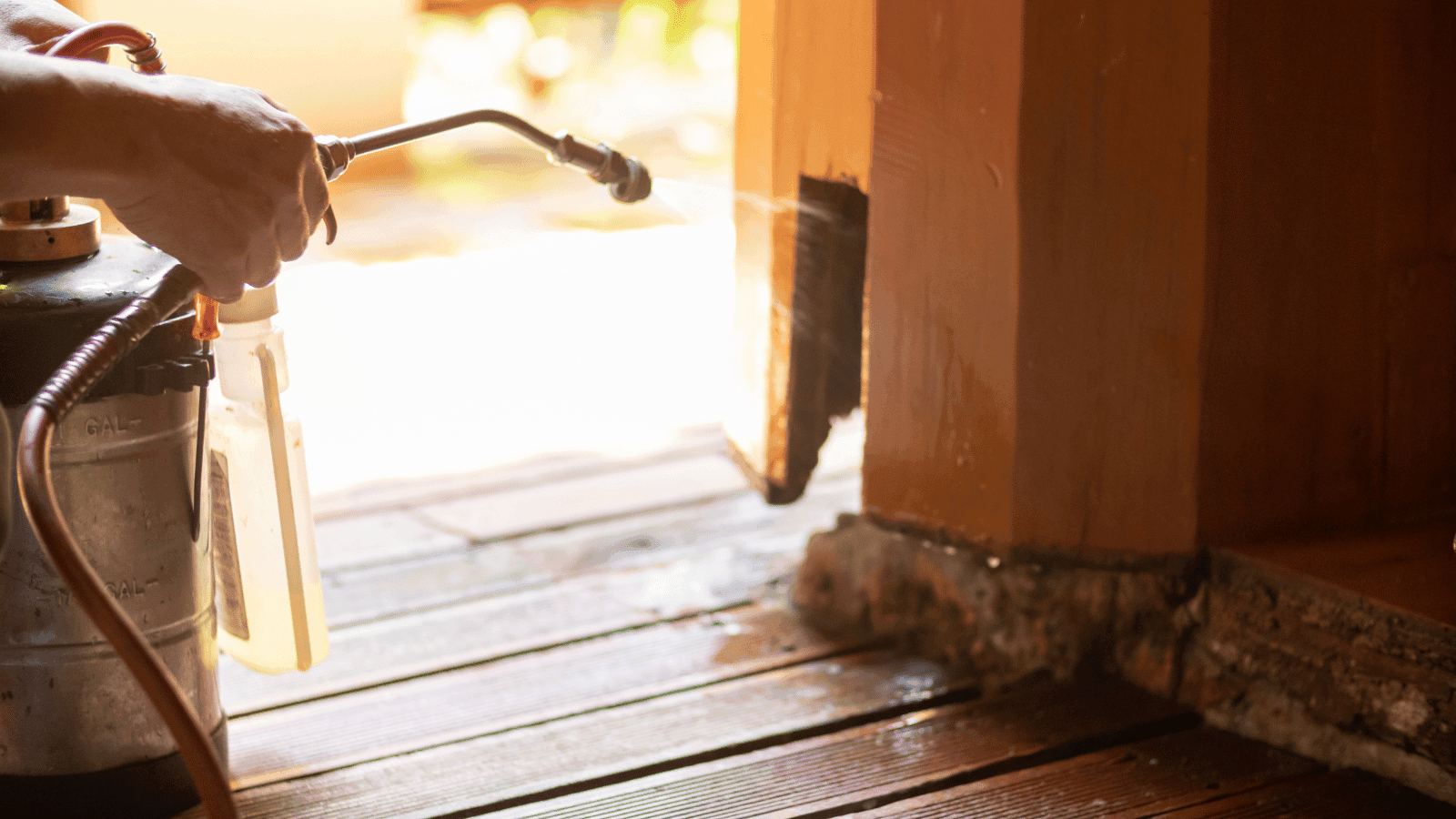 شركة تنظيف الحشرات بالمدينة المنورة